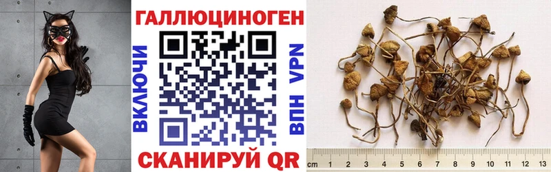 Галлюциногенные грибы MAGIC MUSHROOMS  Купить где  Брюховецкая 